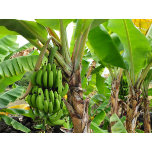 Chuối Cùng Sơ Lược Về Loài Cây Ăn Quả Phổ Biến